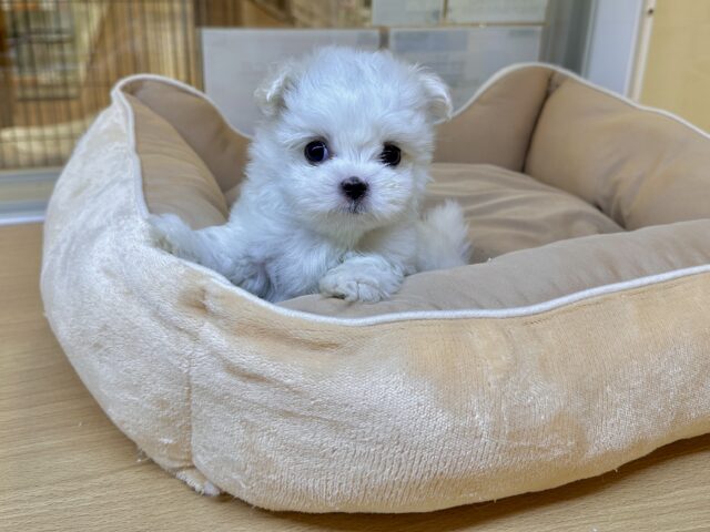 可愛さ満点💕💕🥺ペキマルくん マルペキ