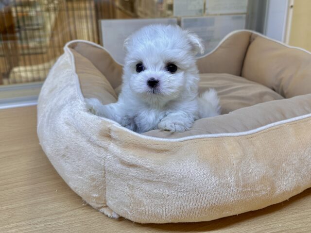 可愛さ満点💕💕🥺ペキマルくん マルペキ