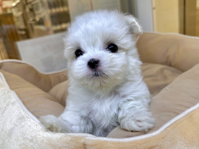 可愛さ満点💕💕🥺ペキマルくん マルペキ