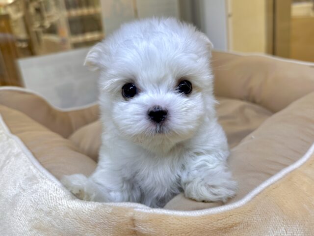 可愛さ満点💕💕🥺ペキマルくん マルペキ