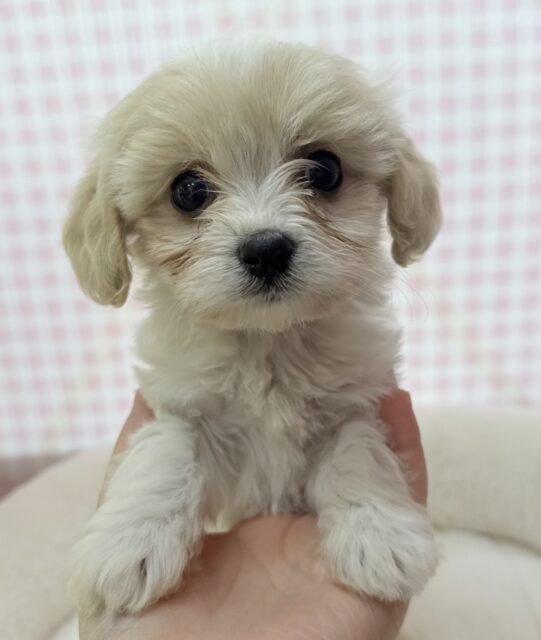 キャバビション