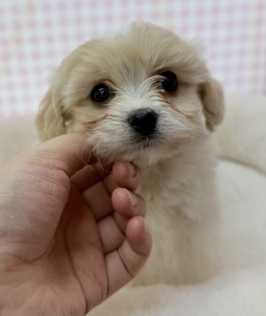 キャバビション