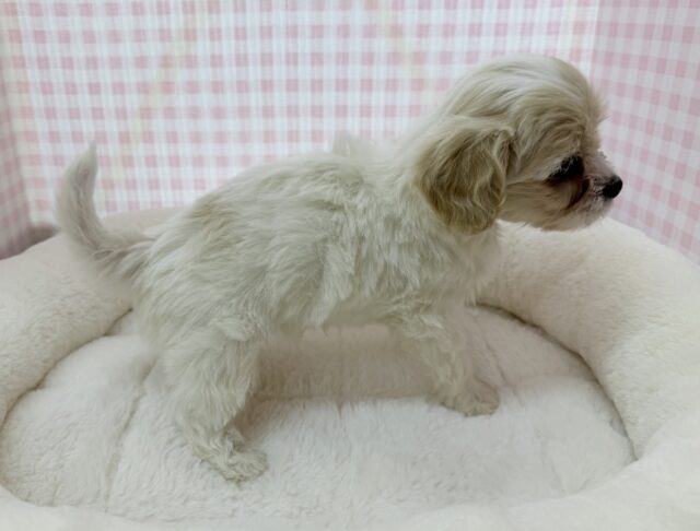 最新📷めちゃカワなキャバビションくん キャバビション