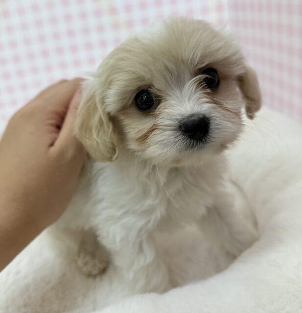 キャバビション