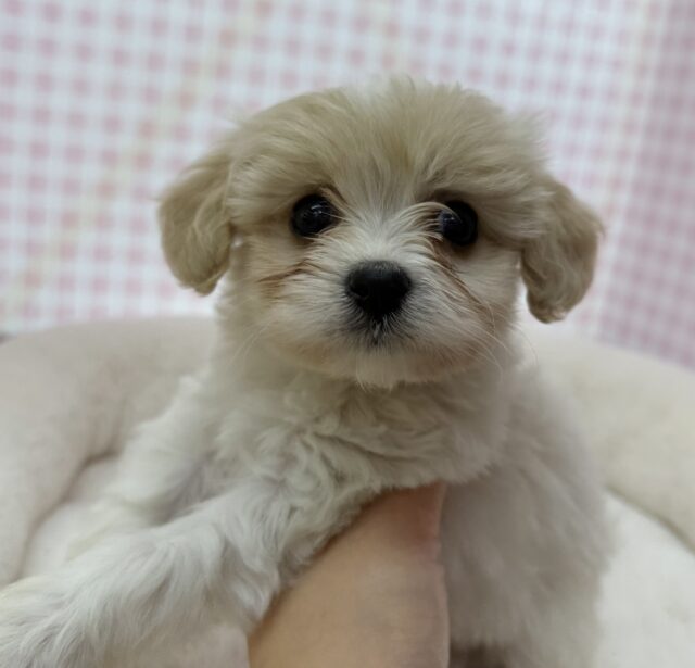 キャバビション