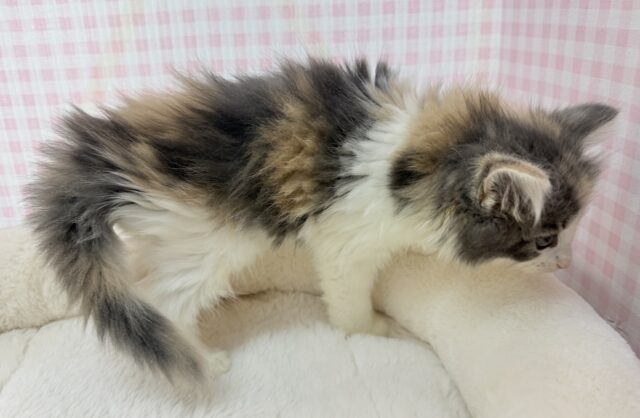 ノルウェージャンフォレストキャット