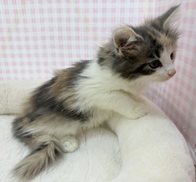 ノルウェージャンフォレストキャット