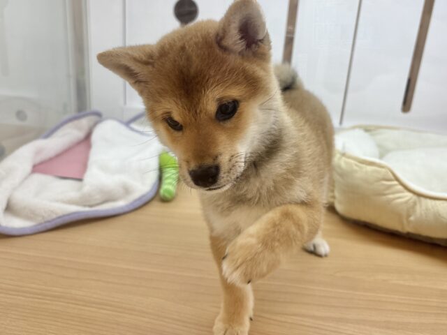 柴犬