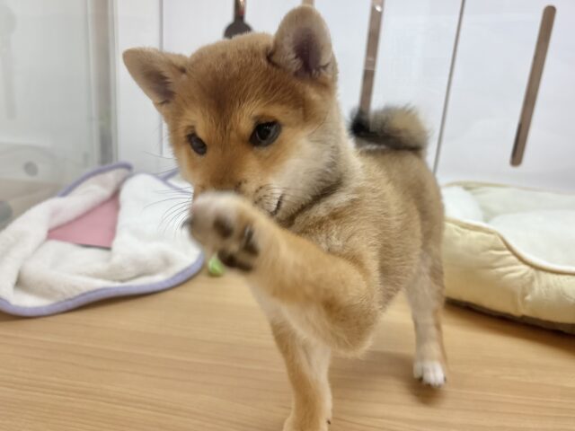 柴犬