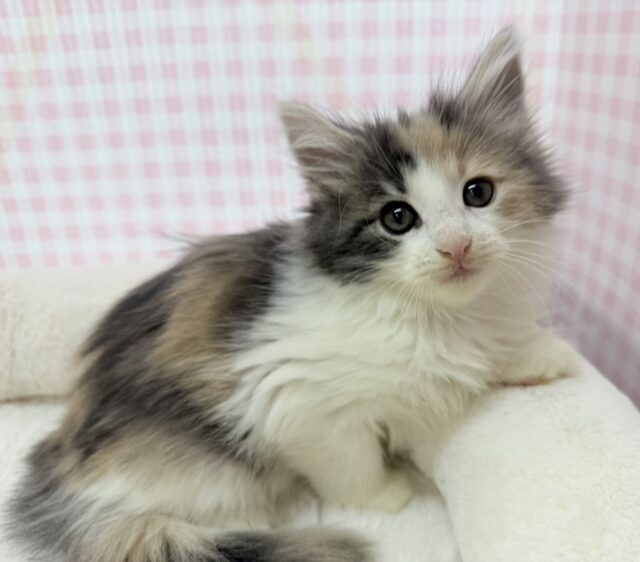 ノルウェージャンフォレストキャット