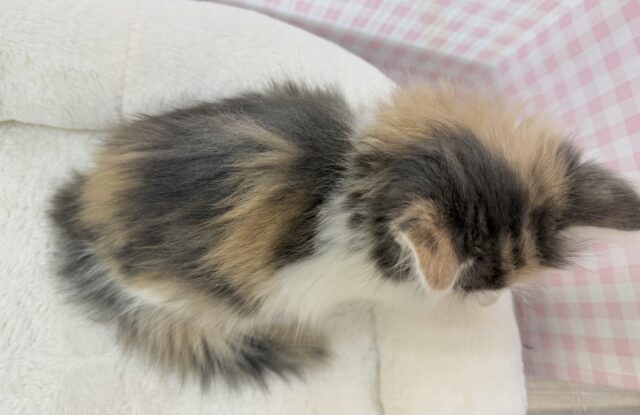 ノルウェージャンフォレストキャット