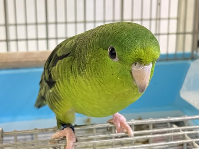 サザナミインコ