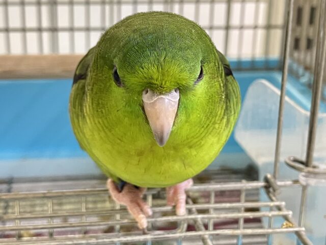 サザナミインコ