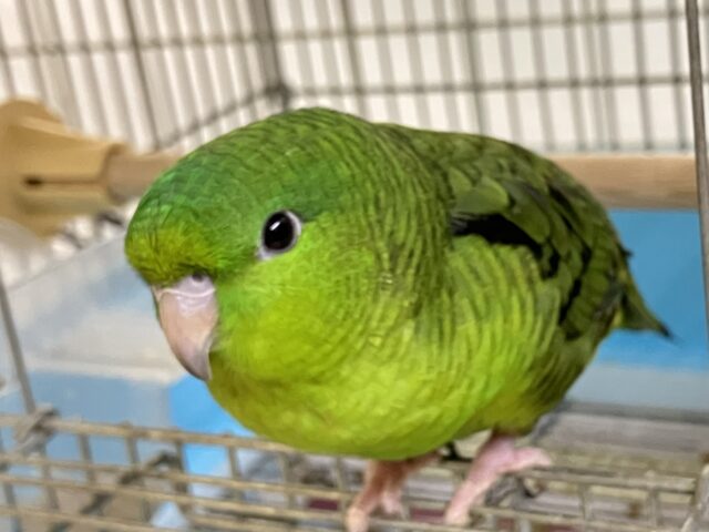 サザナミインコ