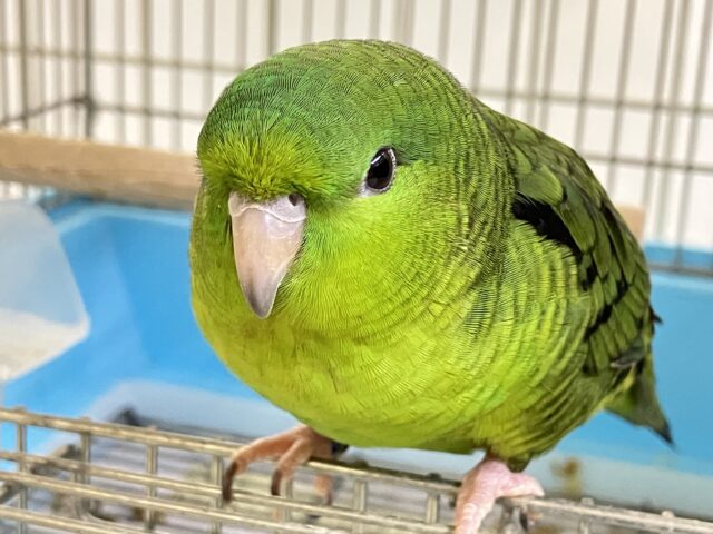 サザナミインコ