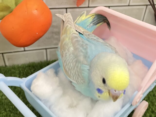 セキセイインコ
