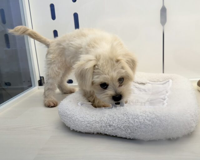 11/28最新📷どすこい体型のペキプーくん☺️ ペキプー