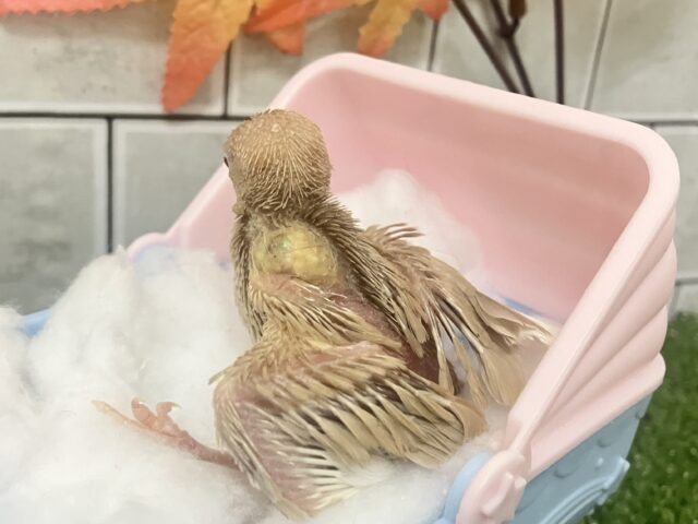 シナモン文鳥