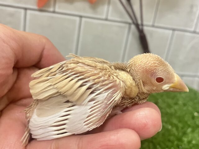 シナモン文鳥
