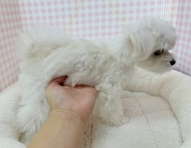 最新📷純白✨マルチーズの女の子😍 マルチーズ