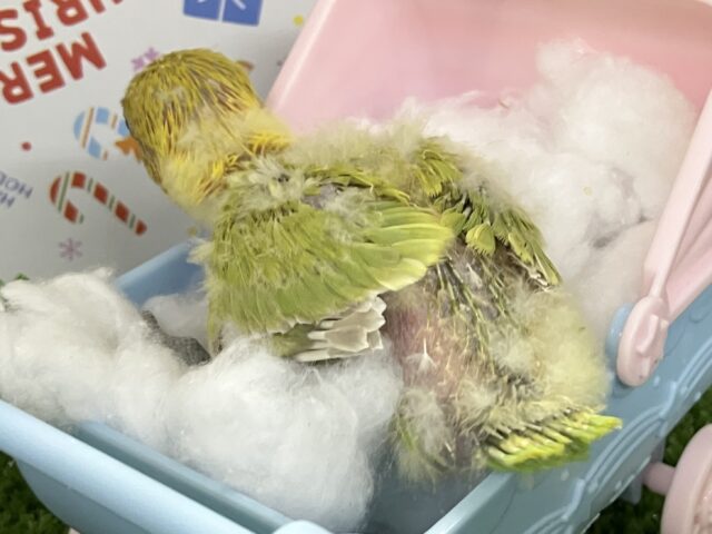 ヤマブキボタンインコ