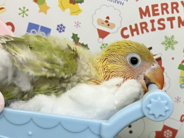 ヤマブキボタンインコ