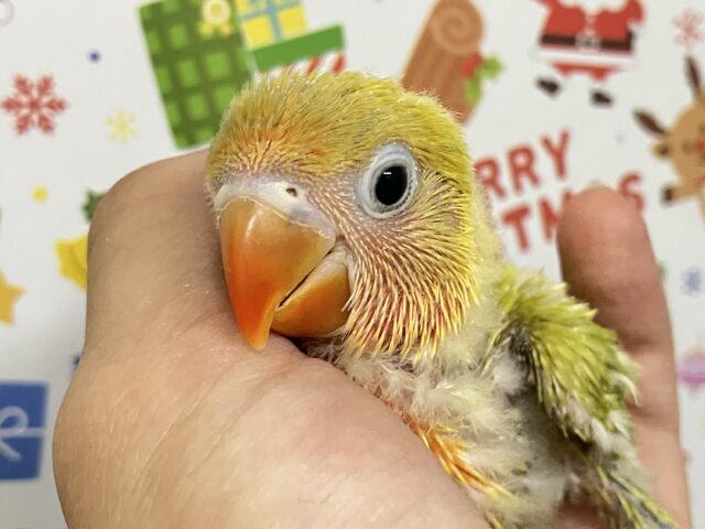 ヤマブキボタンインコ