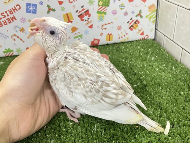 オカメインコ