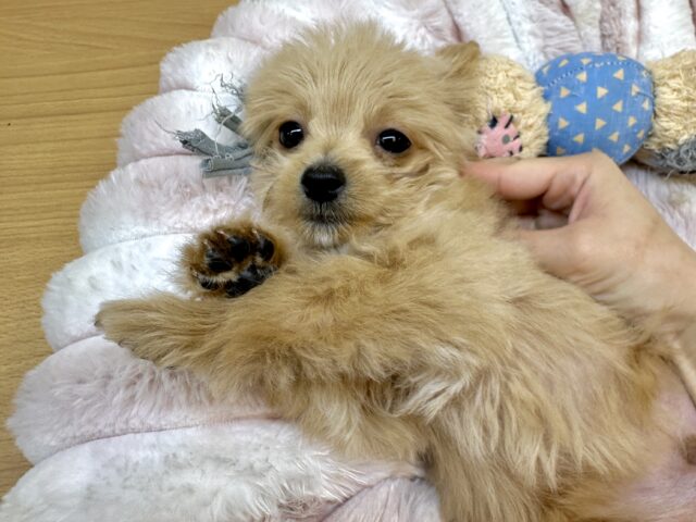 おっとり🧸🌙チワプーくん チワプー