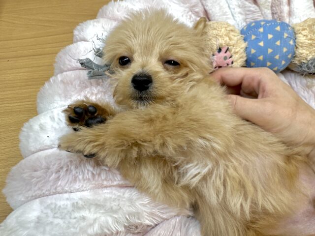 おっとり🧸🌙チワプーくん チワプー