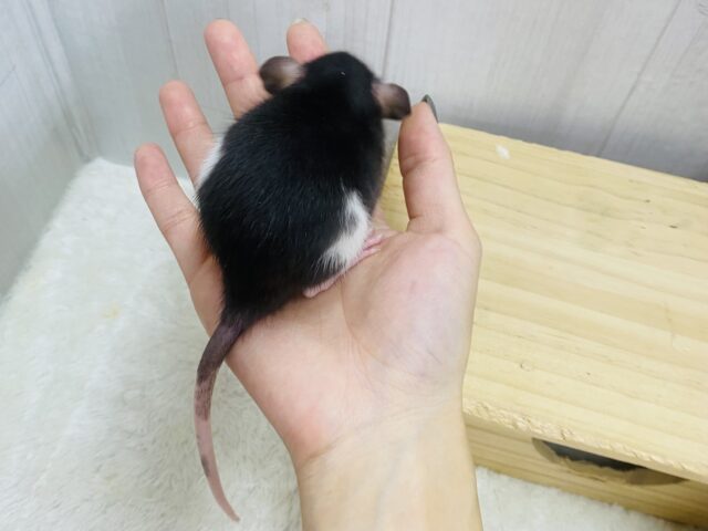 ファンシーラット