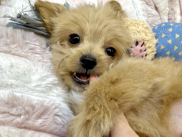 おっとり🧸🌙チワプーくん チワプー