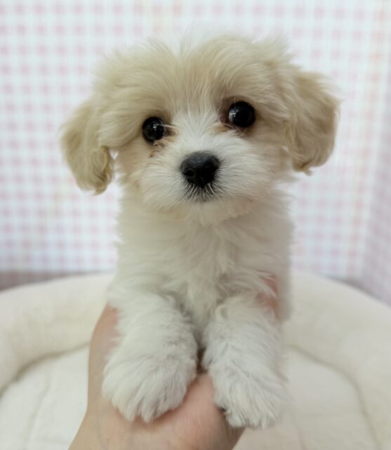 キャバビション