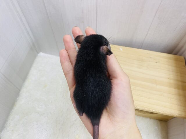 ファンシーラット