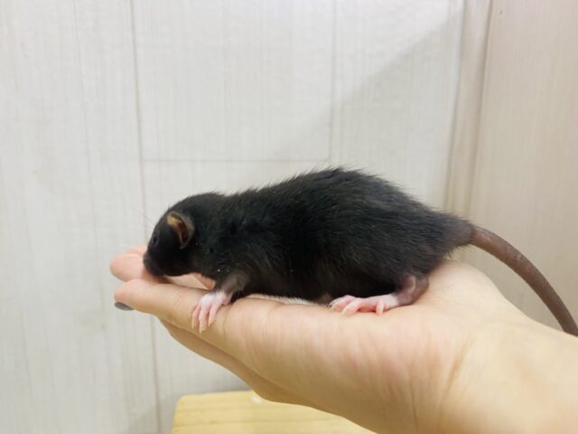 ファンシーラット