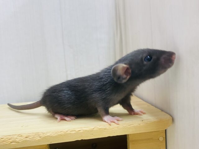 ファンシーラット