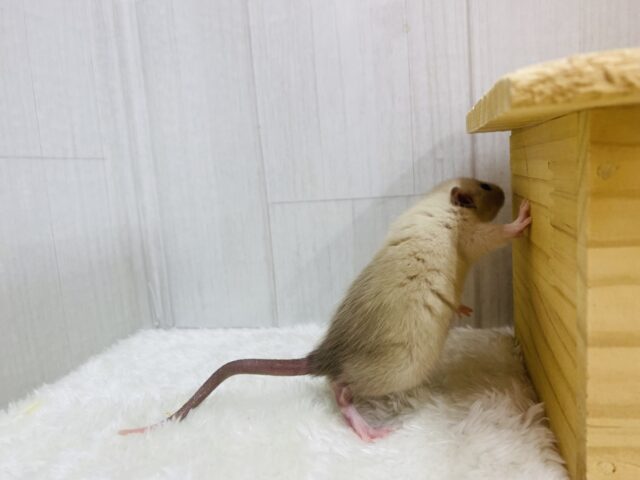 ファンシーラット