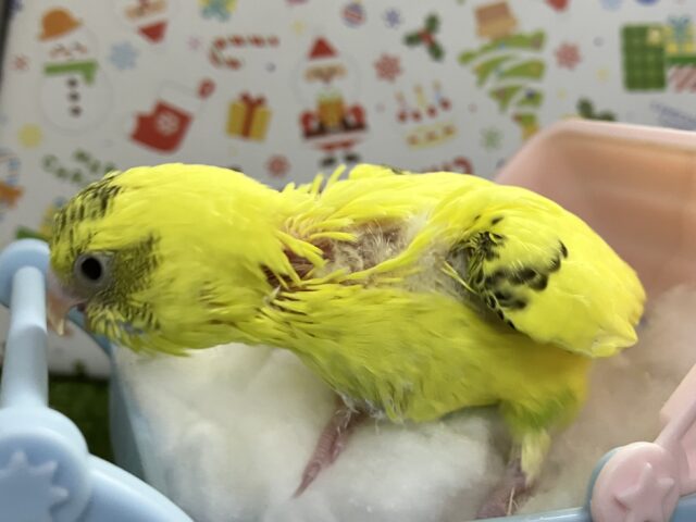 セキセイインコ