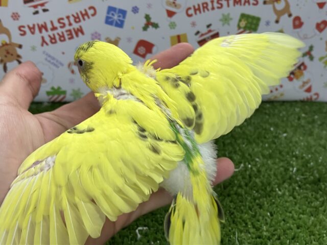 セキセイインコ