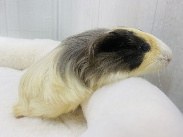 シェルティモルモット