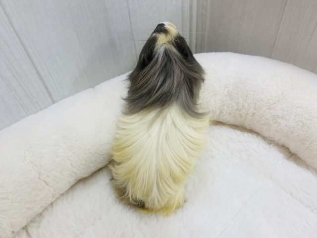 シェルティモルモット