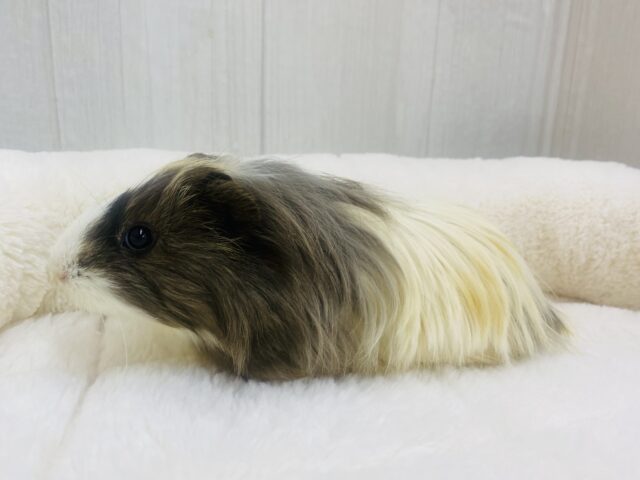 シェルティモルモット