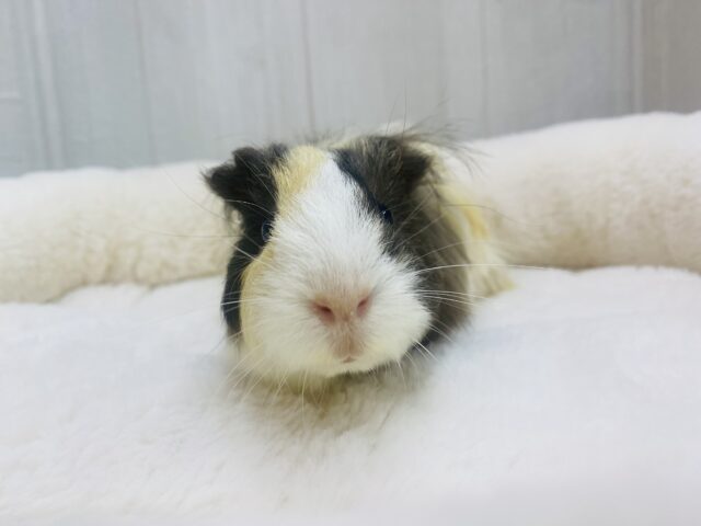 シェルティモルモット