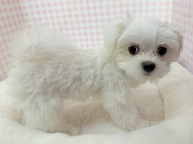 最新📷純白✨マルチーズの女の子😍 マルチーズ
