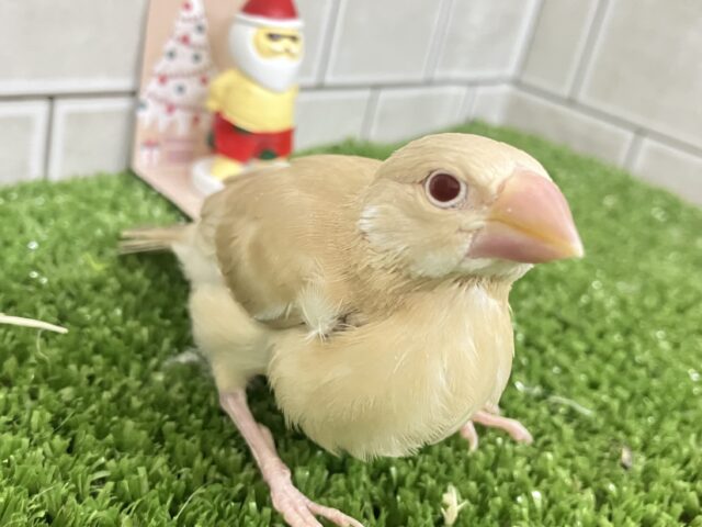シナモン文鳥
