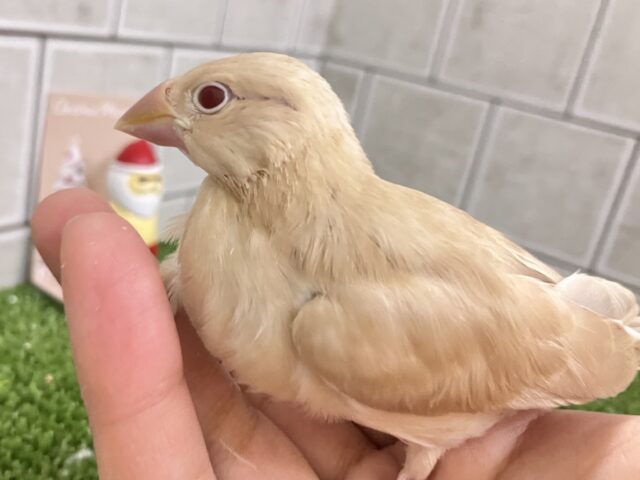 シナモン文鳥