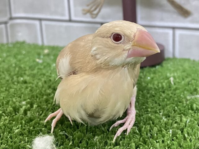 シナモン文鳥