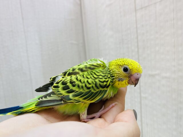 セキセイインコ