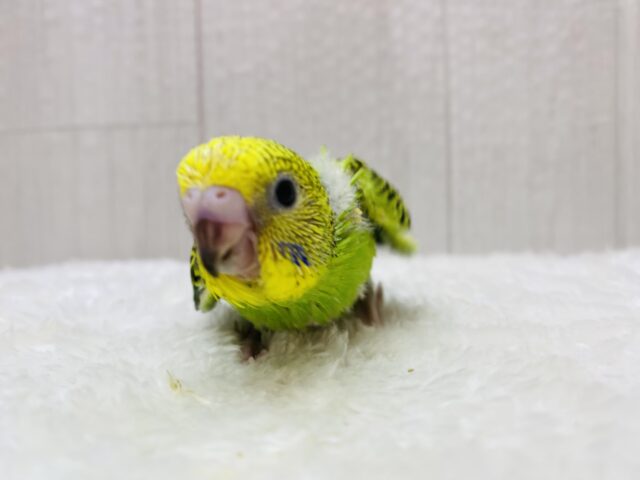 セキセイインコ