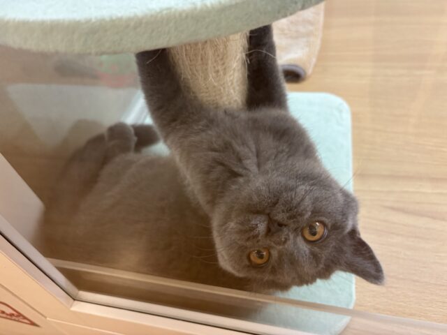 ブリティッシュショートヘア